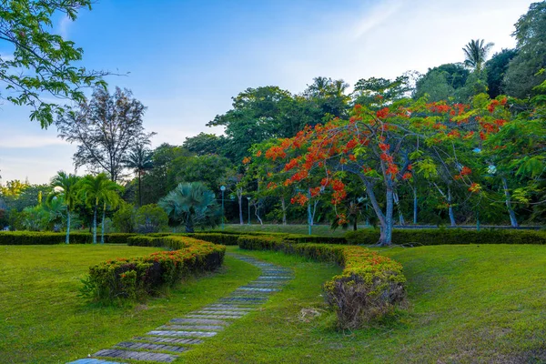 Krabi Town Tajlandia Kwitnące Drzewo Czerwone Kwiecie Parku — Zdjęcie stockowe
