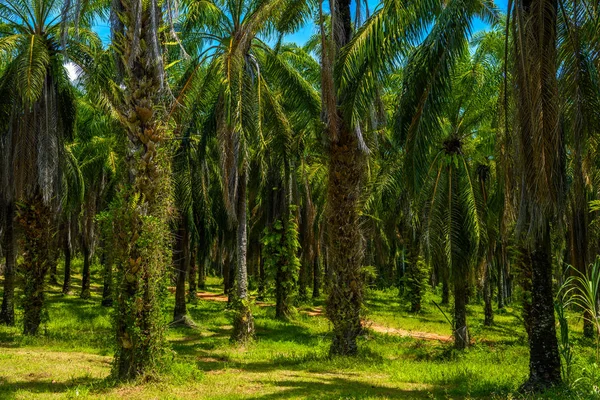 Plantação Palmeiras Petróleo Bok Khorani National Park Krabi Tailândia — Fotografia de Stock