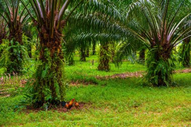 Petrol palms plantation, tropikal orman, Phang nga Tayland