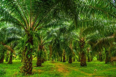 Petrol palms plantation, tropikal orman, Phang nga Tayland