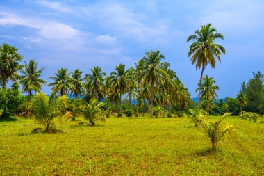 Yeşil alan ve mavi gökyüzü, beyaz kum plaj Khao Lak, Phang nga, Tayland Hindistan cevizi palms