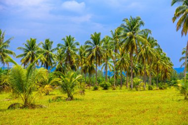 Yeşil alan ve mavi gökyüzü, beyaz kum plaj Khao Lak, Phang nga, Tayland Hindistan cevizi palms
