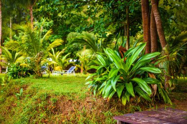 Crinum asiaticum variegatum Yeşil taze yaprakları bitki, beyaz kum plaj Khao Lak, Phang nga, Tayland