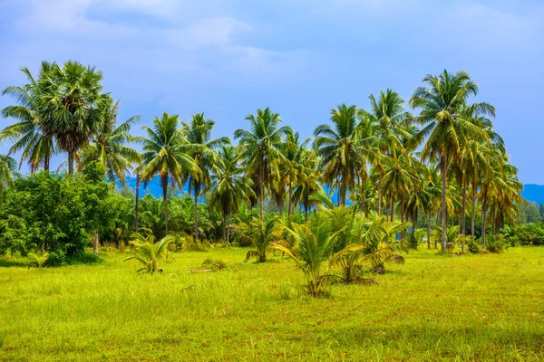 Coconut Palms Med Gröna Fält Och Blå Himmel Vita Sand — Stockfoto