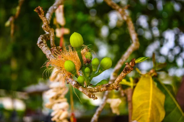 Smal Green Young Frutis Tree Branch Macro White Sand Beach — Stock Photo, Image