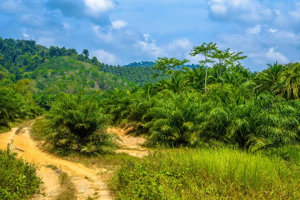 Επαρχιακοσ Λάσπη Ζούγκλες Khlong Phanom Εθνικό Πάρκο Kapong Phang Nga — Φωτογραφία Αρχείου
