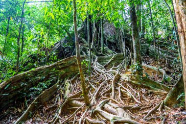 Büyük ağaç, ağaç kökleri Khlong Phanom Milli Parkı, Kapong, Phang nga, Tayland