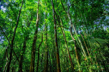 Orman ormandaki ağaçlar Khlong Phanom Milli Parkı, Kapong, Phang nga, Tayland