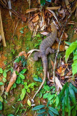 Varan kertenkele, Khlong Phanom Milli Parkı, Kapong, Phang nga Tayland