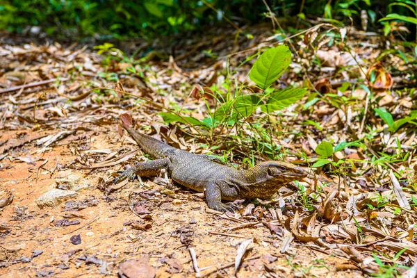 Varan kertenkele, Khlong Phanom Milli Parkı, Kapong, Phang nga Tayland