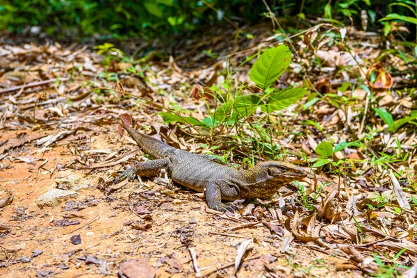 Varan Ящірка Пханг Нга Khlong Phanom Національний Парк Kapong Таїланд — стокове фото