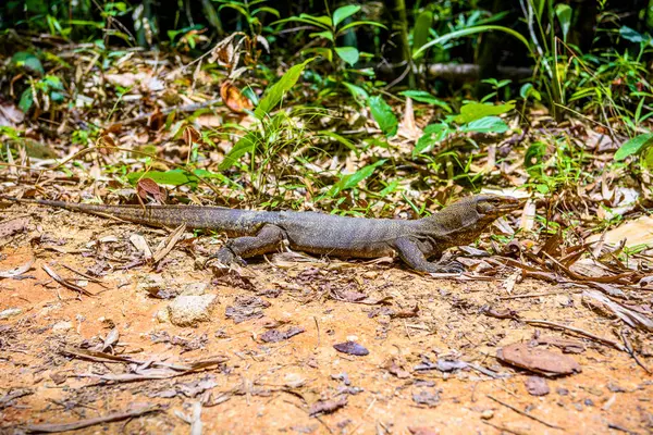 Varan Ящірка Пханг Нга Khlong Phanom Національний Парк Kapong Таїланд — стокове фото