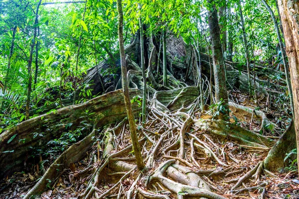 Tree roots of huge tree, Khlong Phanom National Park, Kapong, Phang-nga, Thailand