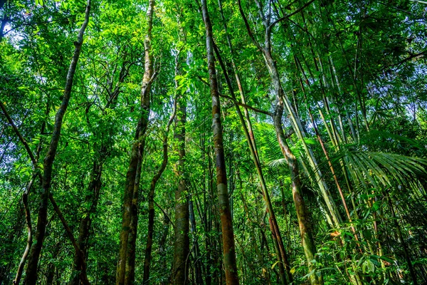 Árvores Floresta Selva Khlong Phanom National Park Kapong Phang Nga — Fotografia de Stock