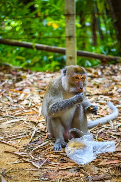 Макаки Обезьяна Ест Орехи Клонг Фаном Национальный Парк Капонг Phang — стоковое фото