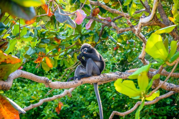 Пхалуай Phaluai Анг Тонг Ang Thong National Park Таиландский Залив — стоковое фото