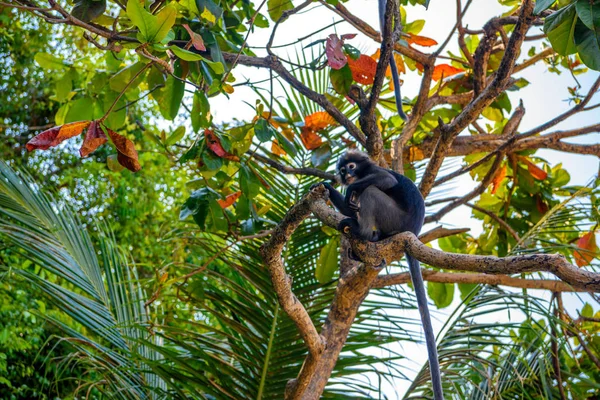 Пхалуай Phaluai Анг Тонг Ang Thong National Park Таиландский Залив — стоковое фото