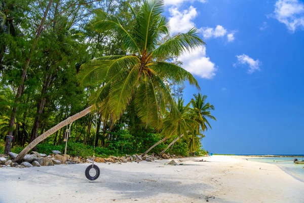 Coconut Palm Ταλαντεμένος Ελαστικών Malibu Beach Νησί Koh Phangan Σουρατάνι — Φωτογραφία Αρχείου