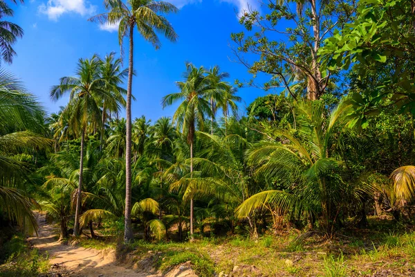 Coqueiros Selvas Ilha Koh Phangan Suratthani Tailândia — Fotografia de Stock