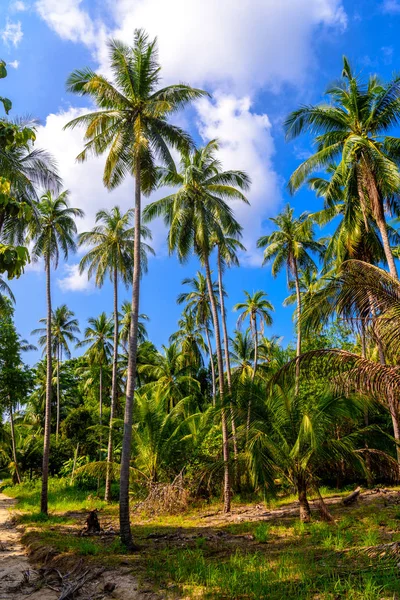 Kokospalmer Djungler Koh Phangan Suratthani Thailand — Stockfoto