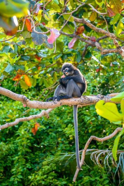 Koh Phaluai Ang Thong Parque Golfo Tailandia Siam Poco Hoja — Foto de Stock