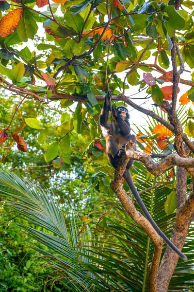 Koh Phaluai Ang Thong Parque Golfo Tailandia Siam Poco Hoja — Foto de Stock