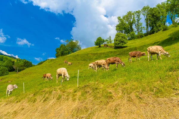 Brown cows eating grass in Alps village, Grabs, Werdenberg, St. Gallen Switzerland