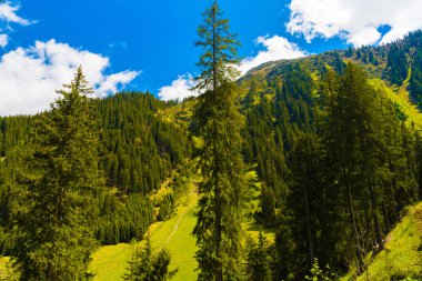 Forest in Alps mountains, Klosters-Serneus, Davos,  Graubuenden Switzerland