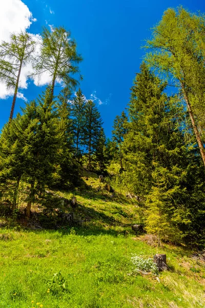 Trær Fjellskog Davos Graubuenden Sveits – stockfoto