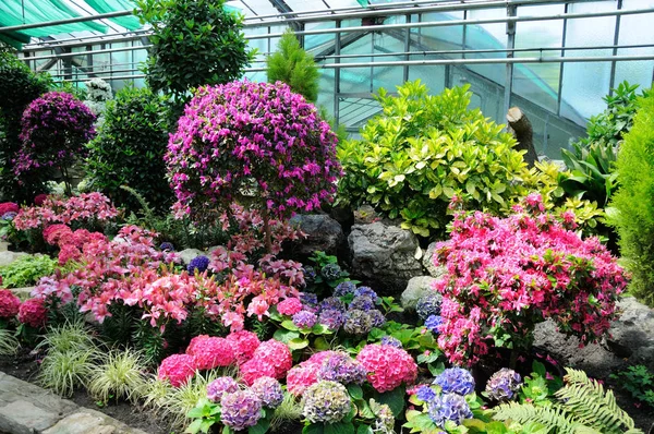 Rosa Blommor Orangeriet Frankfurt Main Hessen Tyskland — Stockfoto