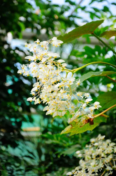 Flores Blancas Primer Plano Frankfurt Main Hessen Alemania —  Fotos de Stock