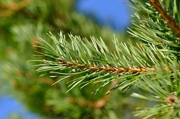 Colorful Fresh Green Young Pine Branch Young Bud Close Sergiev — Stock Photo, Image