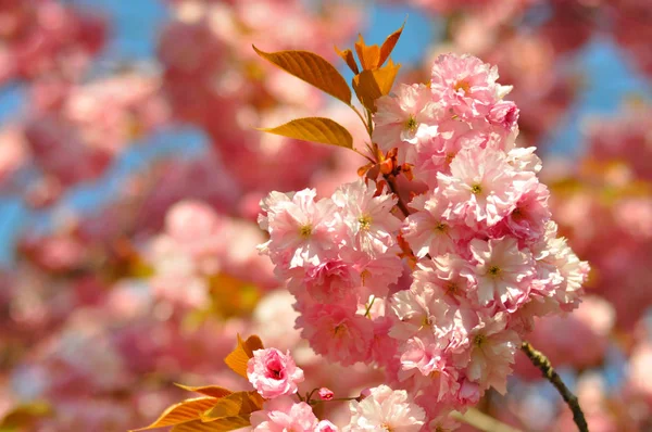 Vackra Rosa Blommor Sakura Japanska Körsbär Prunus Triloba Blå Himmel — Stockfoto