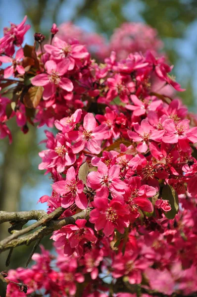 Ráj Květiny Růžové Jablko Stromě Parku Keukenhof Holandsku — Stock fotografie