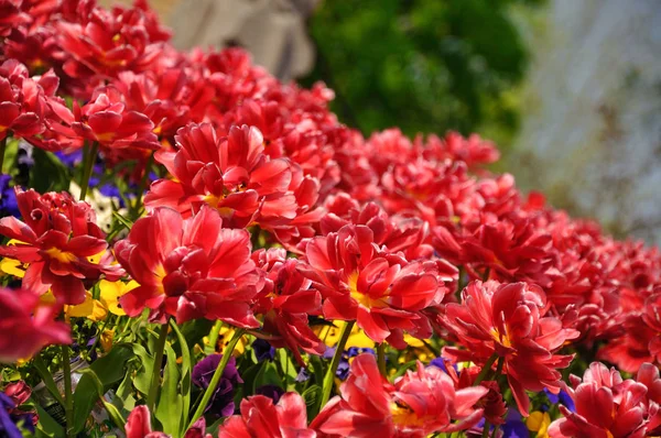 Tulipas Flores Vermelhas Parque Keukenhof Holanda — Fotografia de Stock