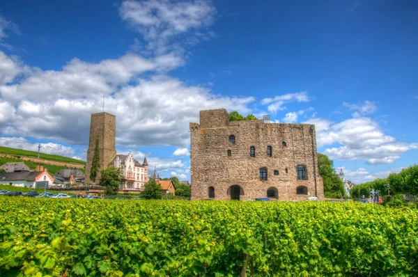 Виноградник Біля Середньовічного Замку Фортеці Boosenburg Ruedelsheim Hessen Німеччина — стокове фото