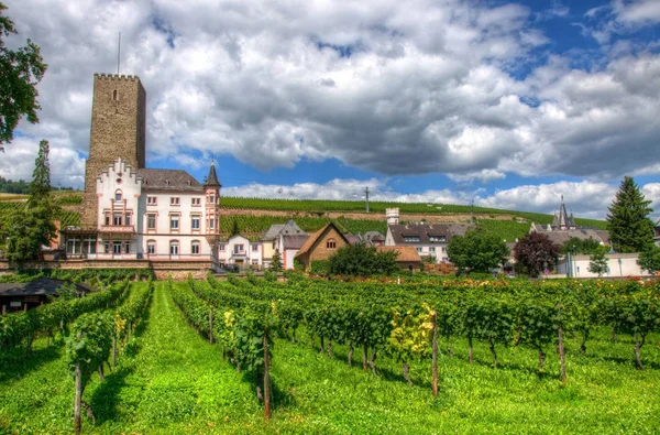 Viñedo Cerca Castillo Medieval Fortaleza Boosenburg Ruedelsheim Hessen Alemania —  Fotos de Stock
