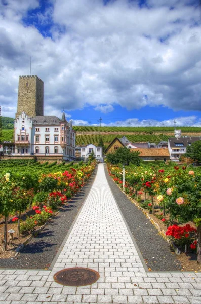 Footpath Flowers Ruedesheim Rhein Main Pfalz Germany — Stock Photo, Image