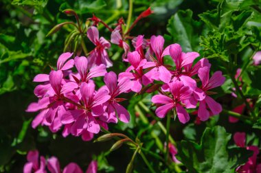 Itır asmak-düşen makroda güzel pembe çiçekler.