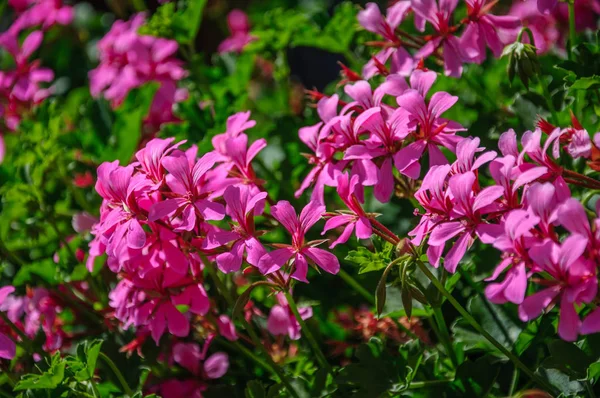 Beautiful Pink Flowers Pelargonium Hang Downing Macro — Stock Photo, Image