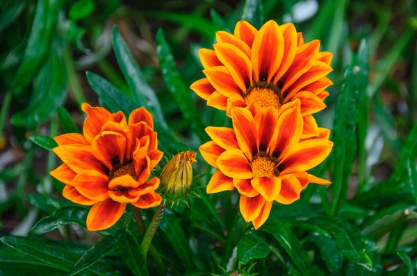 Hermosas Flores Naranjas Rojas Macro — Foto de Stock