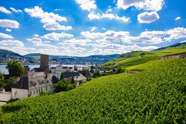 Zelené Svěží Vinice Poblíž Ruedesheim Rheinland Pfalz Německo — Stock fotografie