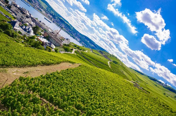 ドイツのラインラント プファルツにリューデスハイム近く新鮮なブドウ園緑 — ストック写真