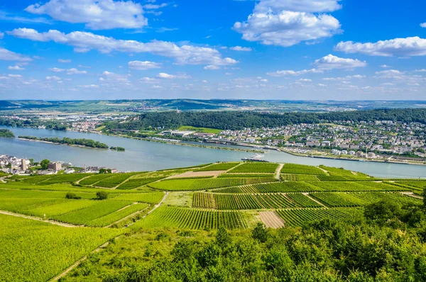 Río Rhein Viñedos Verdes Cerca Bingen Rhein Ruedesheim Rheinland Pfalz — Foto de Stock