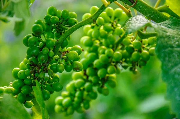 Fresh Juicy Green Vine Grape Bush — Stock Photo, Image