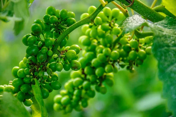 Verse Sappige Groen Wijnstok Druif Bush — Stockfoto