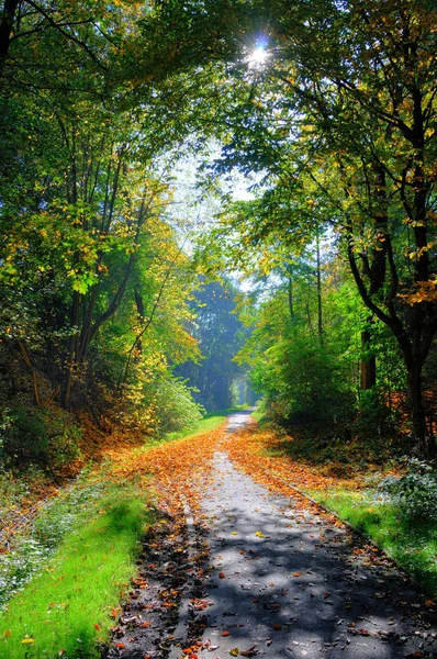 Mistério Beco Verde Sombreado Com Árvores Parque Fulda Hessen Alemanha — Fotografia de Stock