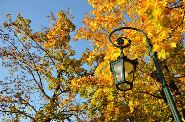 Lampa Stoją Żółty Klon Las Niebieski Niebo Fulda Hesja Niemcy — Zdjęcie stockowe