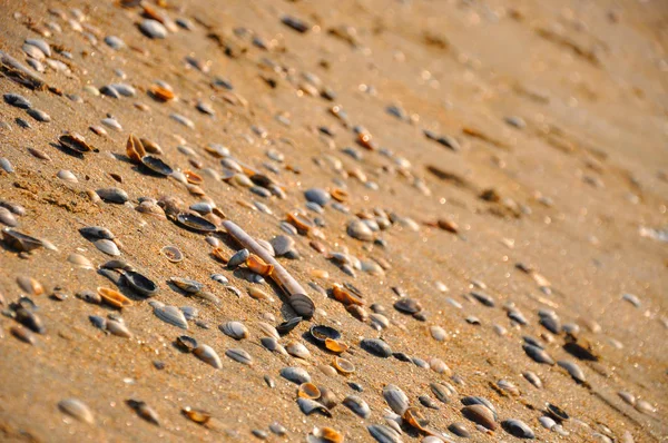 Malé Mušle Žluté Písečné Pláži — Stock fotografie