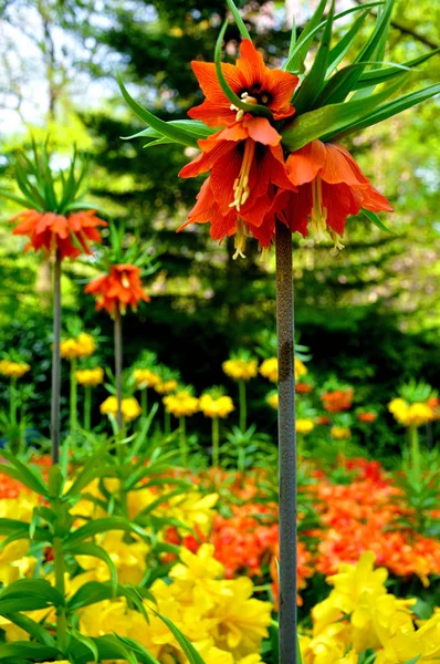 Flores Rojas Amarillas Cerca Parque Keukenhof Holanda — Foto de Stock